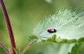 individual-tom-abraham-gruenpause